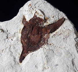 Hemitrapa heissigii GREGOR 1982 (Wassernuss) - Bild © FossNet FossilienStore